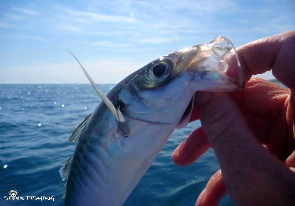 pêche en kayak en mer