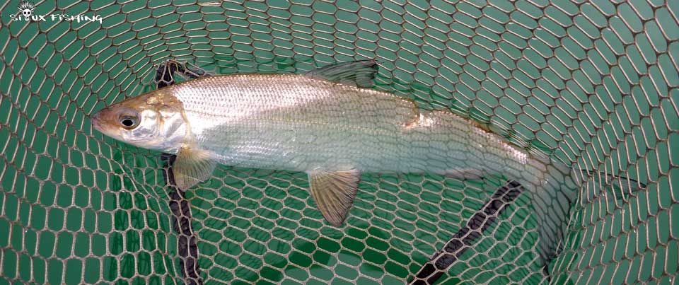 Corégone Lac Chalain