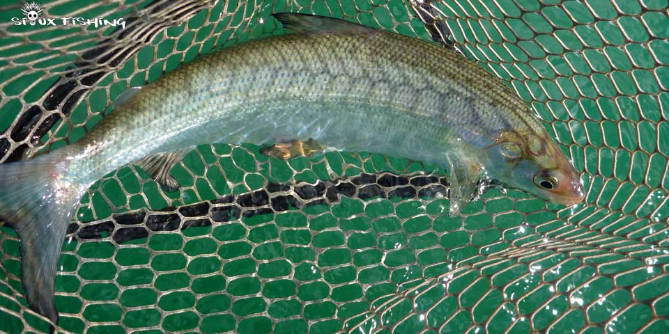 Corégone Lac Chalain