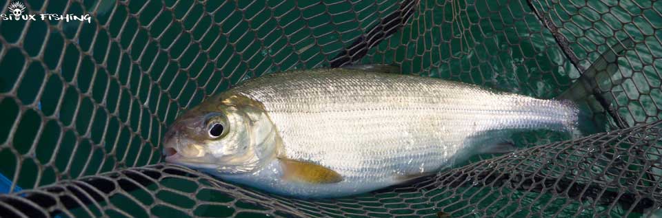 Corégone Lac Chalain