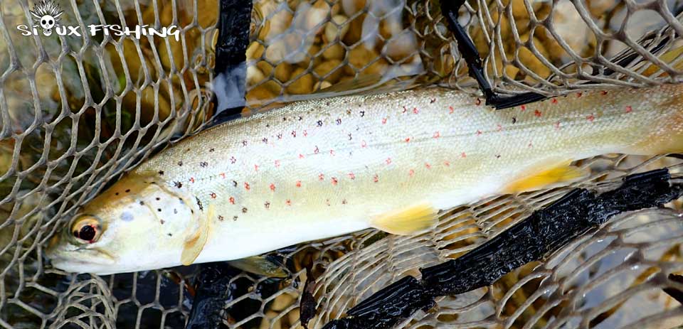 Truite de la Basse rivière d'Ain