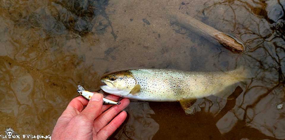 Truite de l'Ain à Crotenay