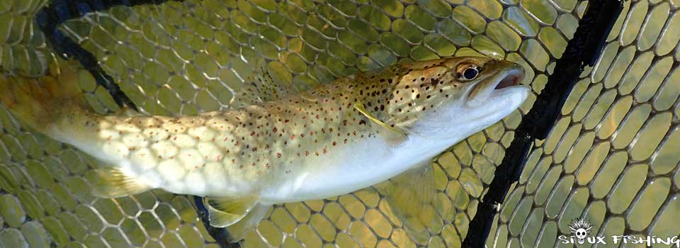 Truite de la rivière d'Ain