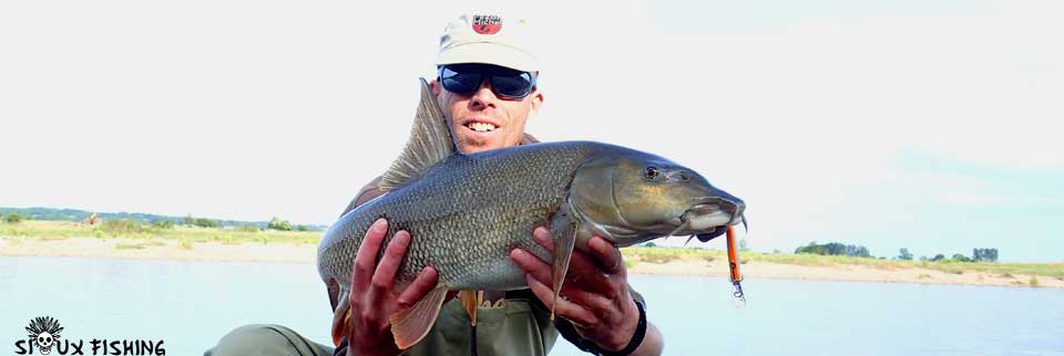 Gros barbeau de Loire