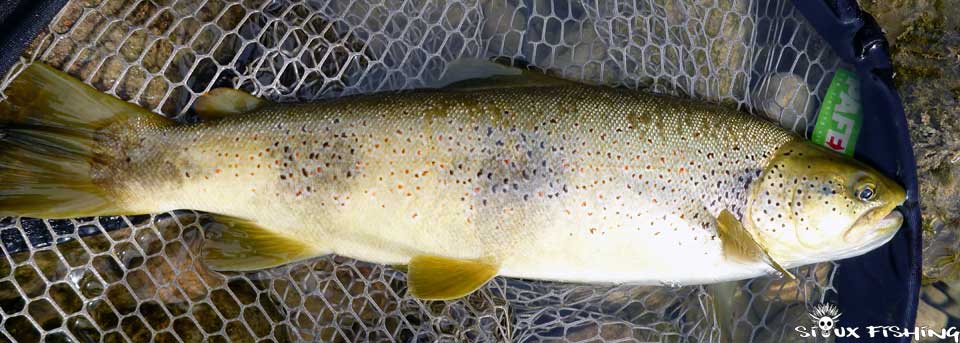 Truite de la Bienne