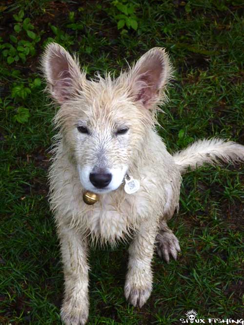 Berger Blanc suisse détrempé