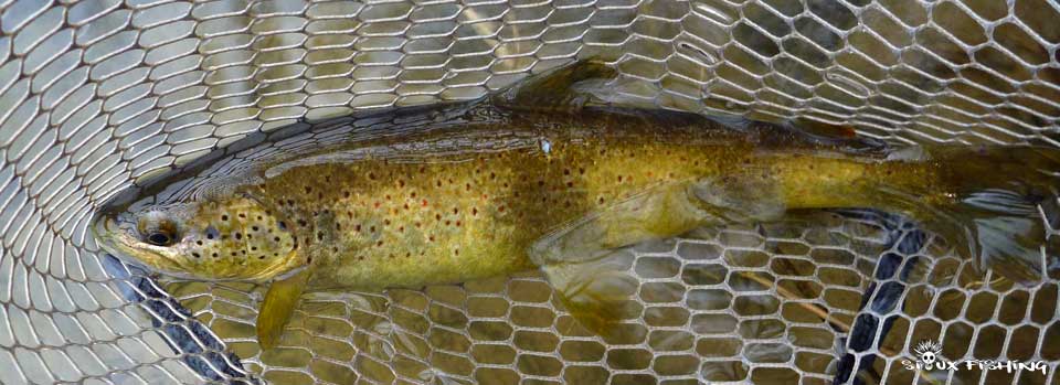 Truite de la Haute rivière d'Ain