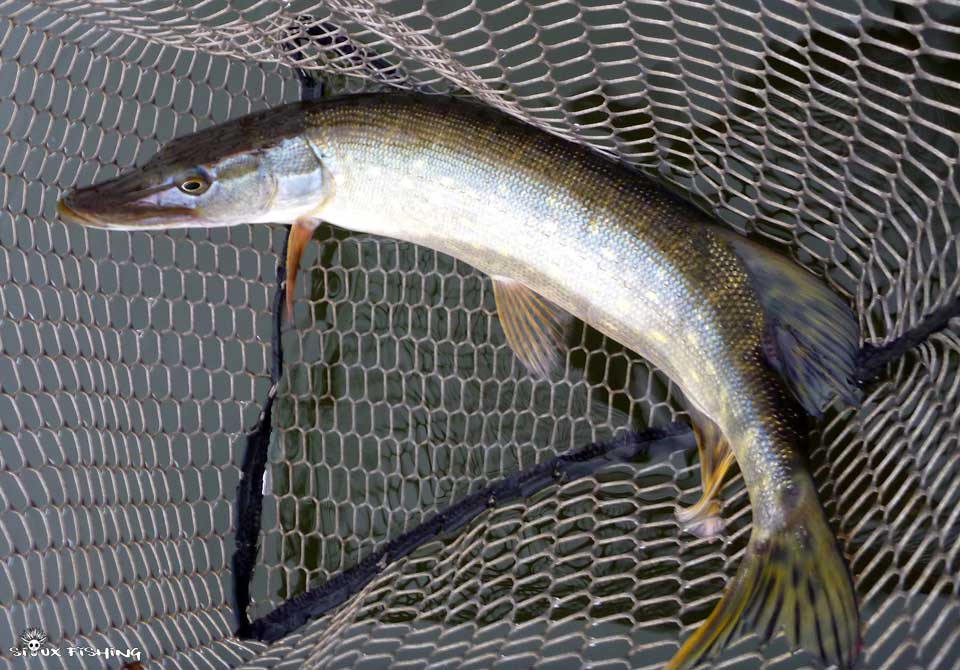 Brochet de la Gravière de Fleurville