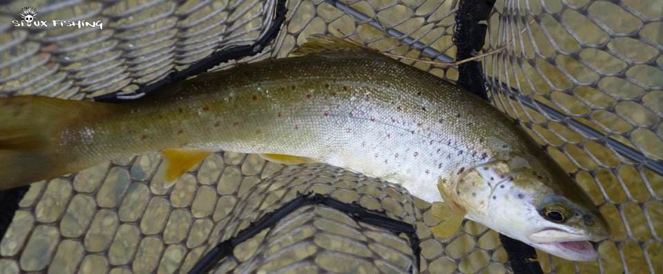 Truite Haute rivière Ain