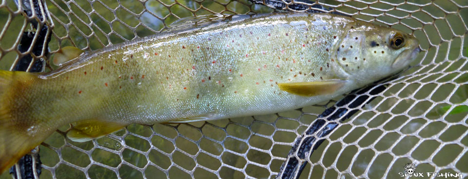Truite sur la Haute rivière d'Ain