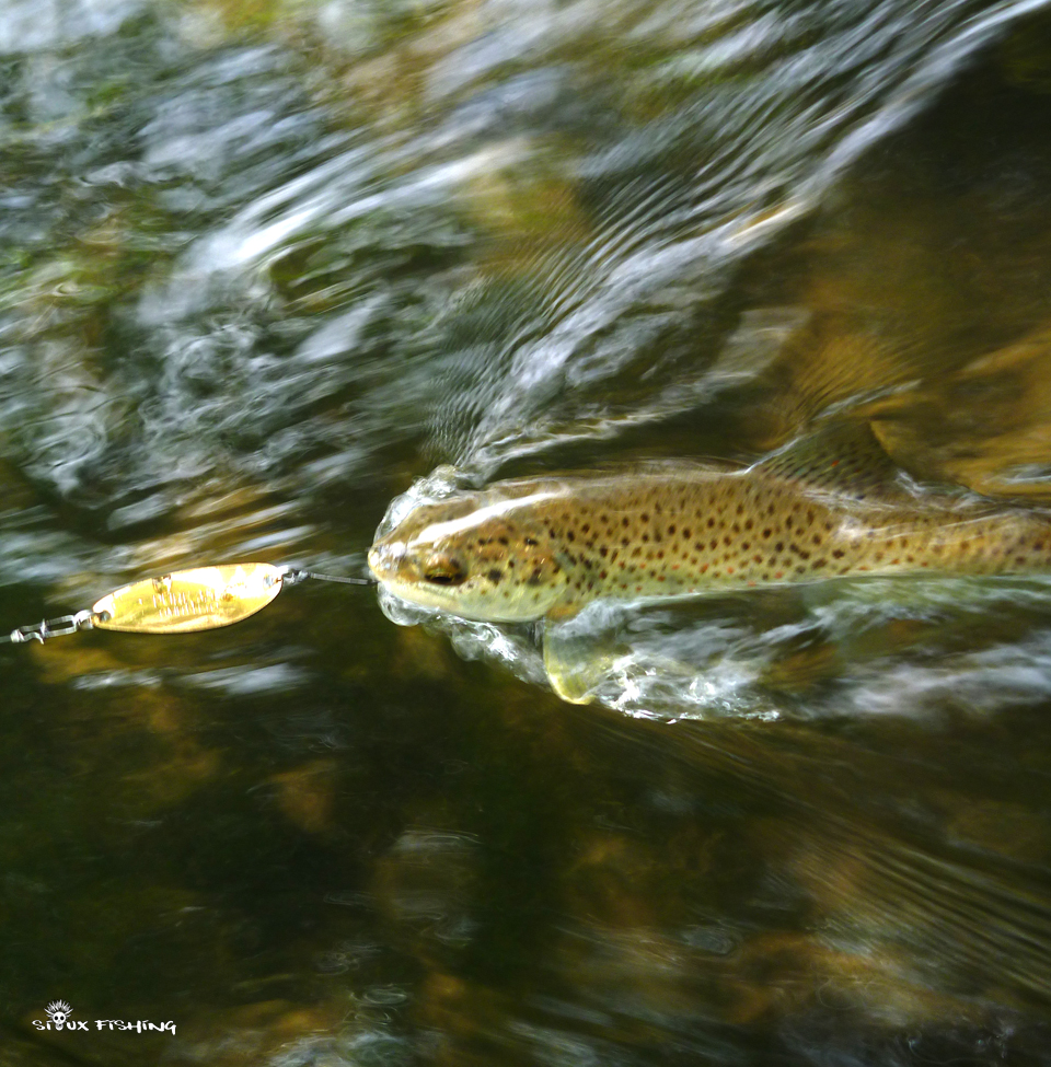Truite de l'Ain Truite de la Rivière d'Ain dans le Jura