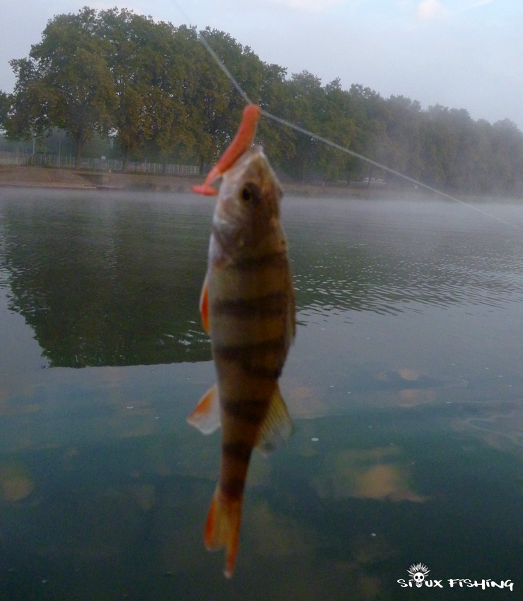 Petite perche de Saône