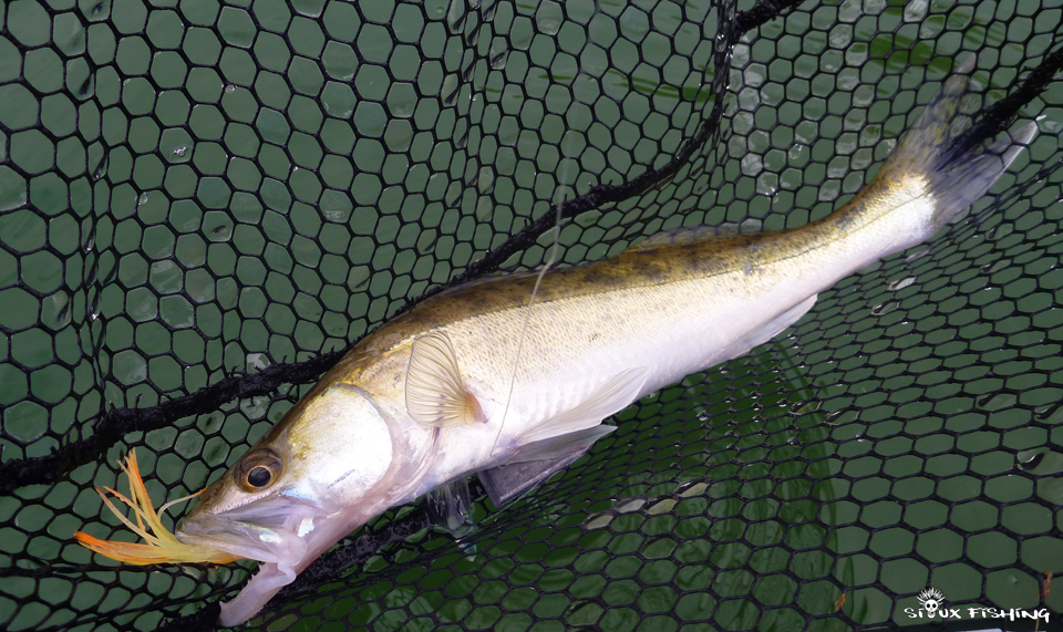 Petit sandre de Saône