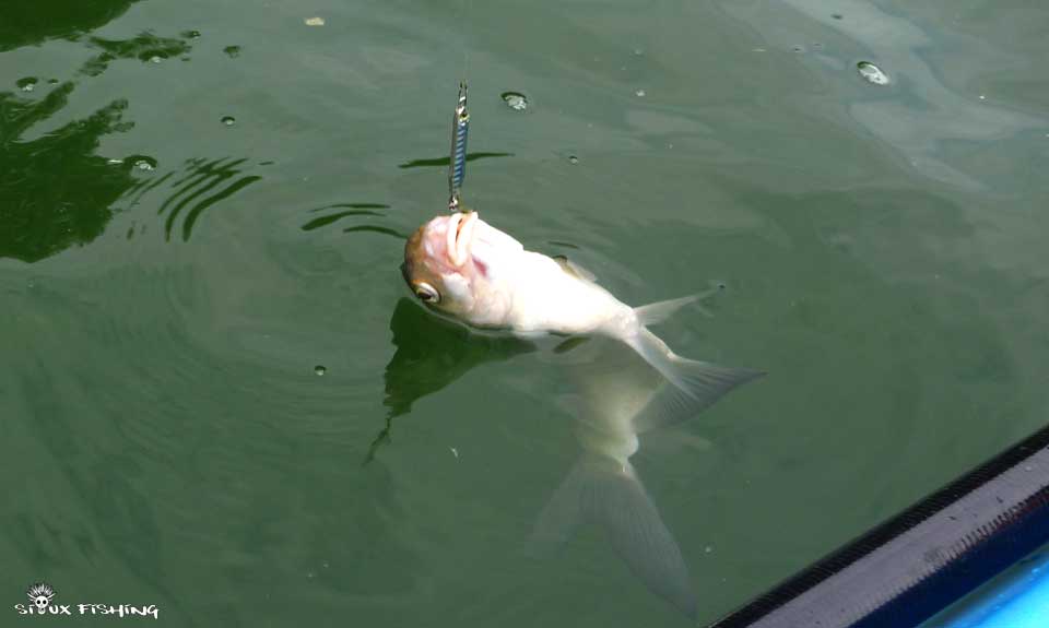 Brème commune de Saône