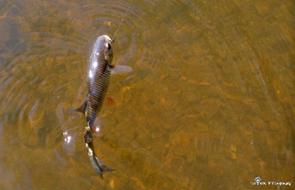 Chevesne de La Loire