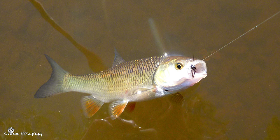 Chevesne de La Loire