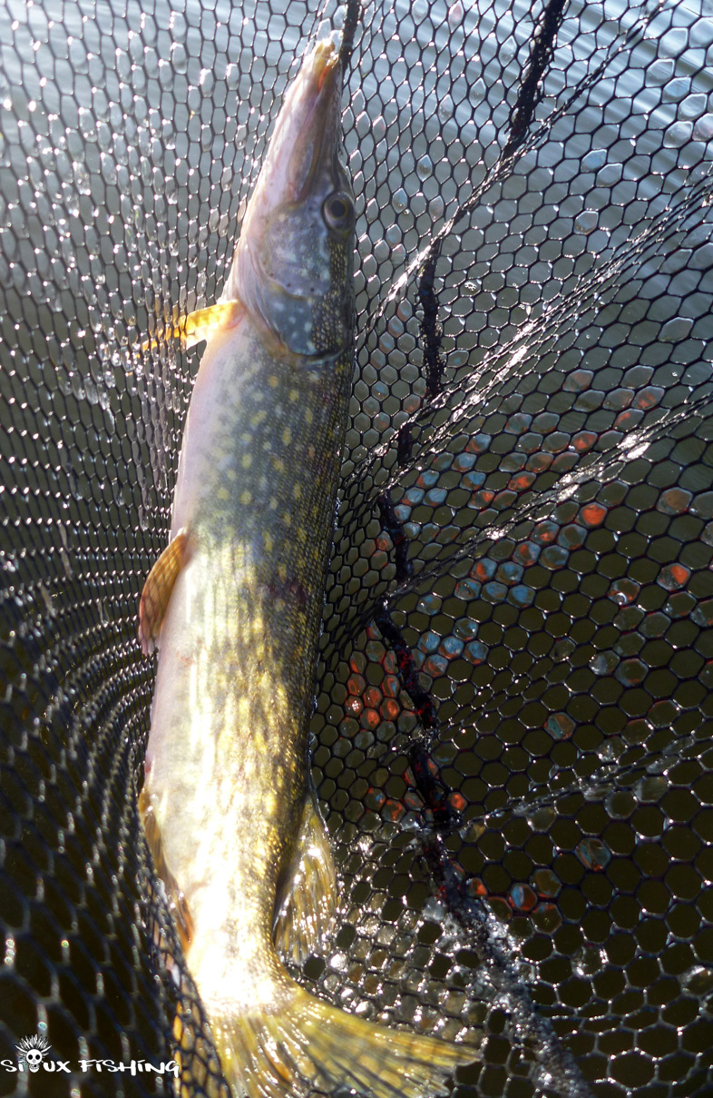 Brochet du Lac des Settons