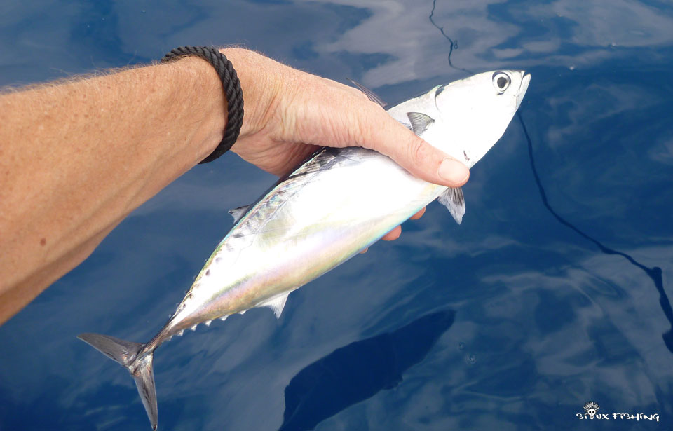 Bonite prise en kayak - 2 frères