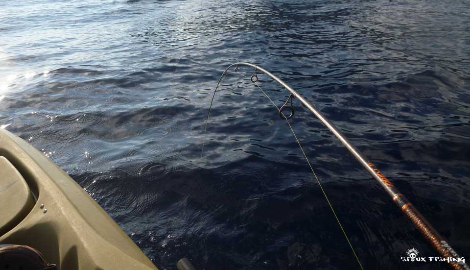 Combat avec une bonite