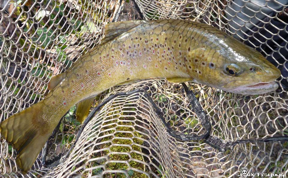 Truite de la Haute Rivière d'Ain