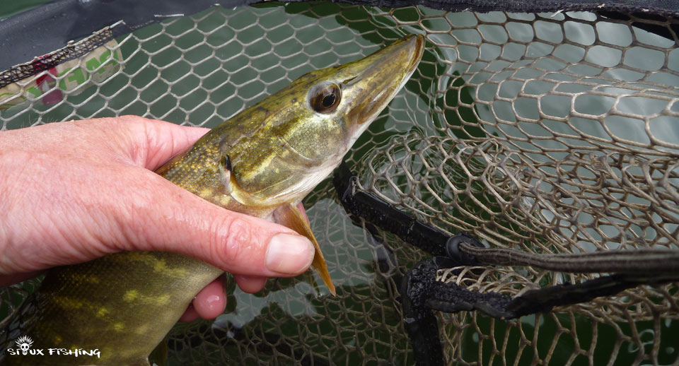 Brochet juvénile du Grand Large (69)