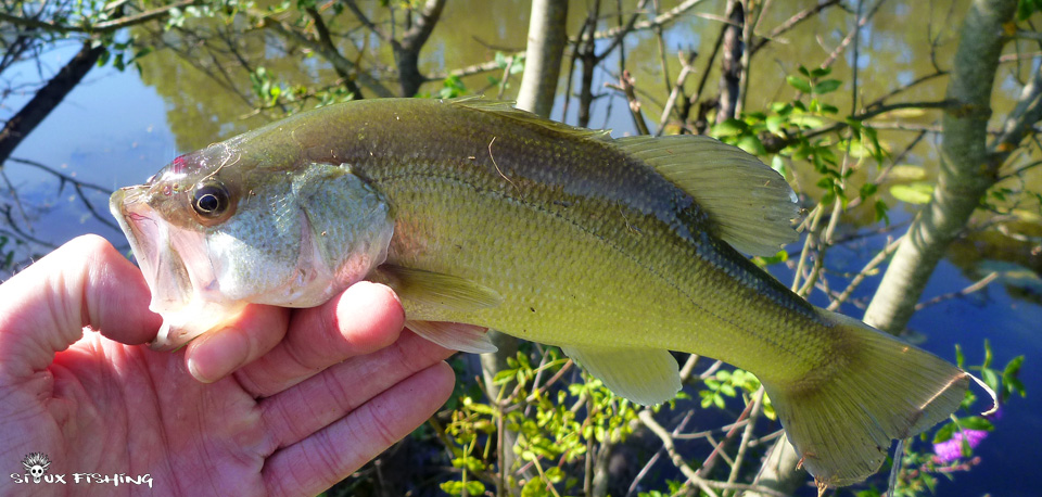 Petit black bass de la Vieille Seille