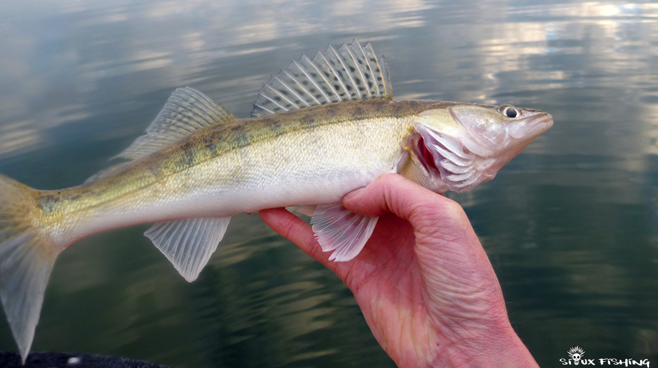 Sandre de Saône à Mâcon