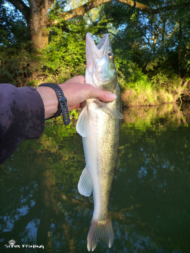 Petit sandre de Seille