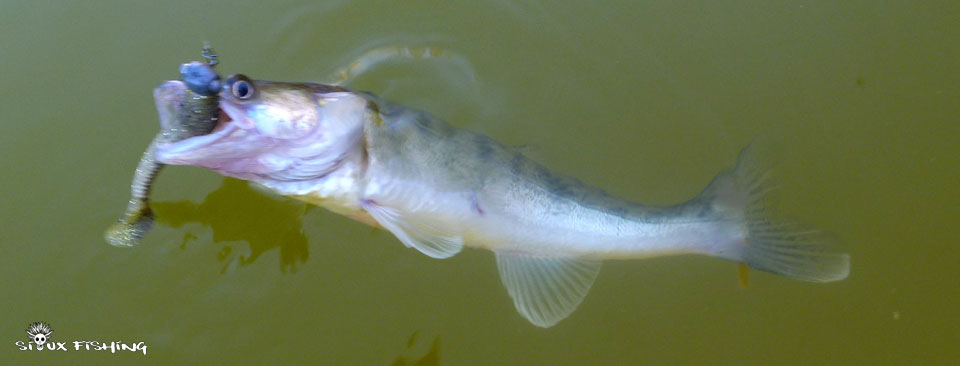 Petit sandre de Seille