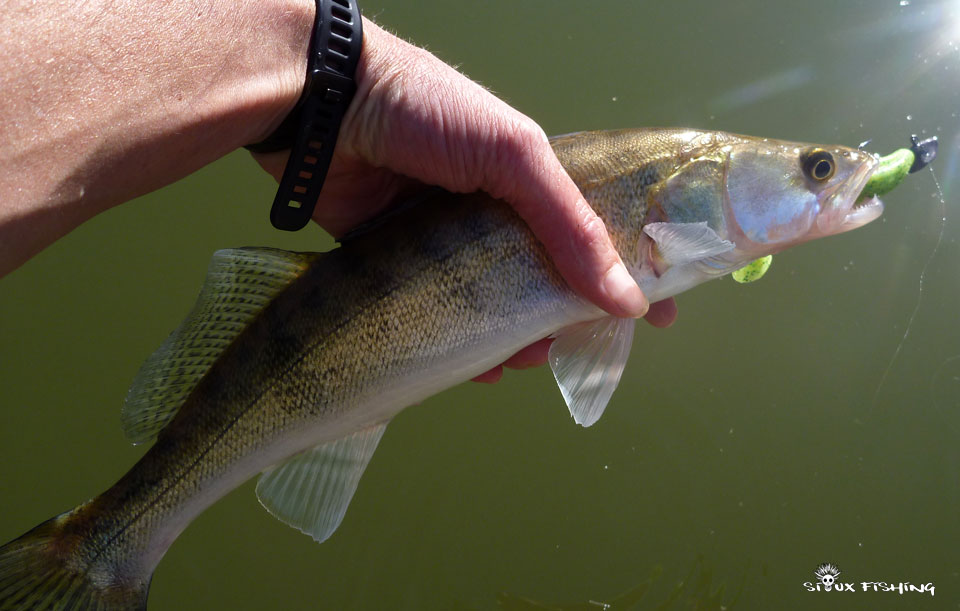Petit sandre de Seille