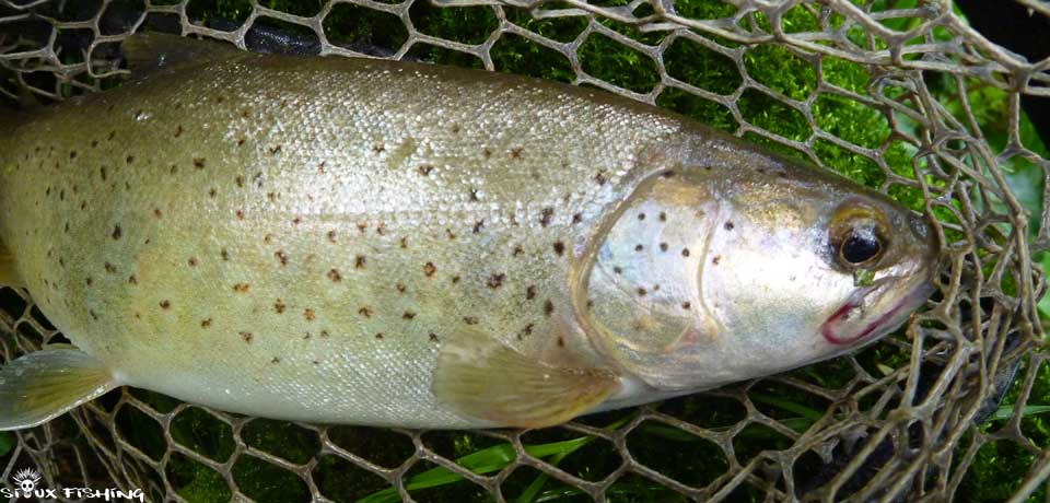 Truite de la Haute rivière d'Ain