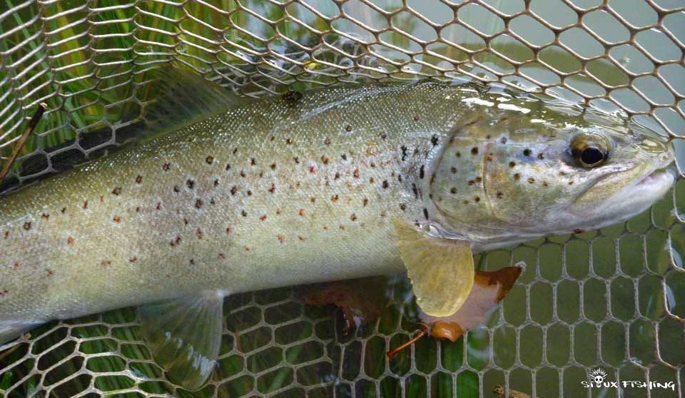 Truite de la Haute rivière d'Ain