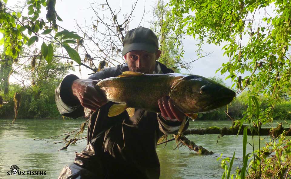 Truite de la Haute rivière d'Ain