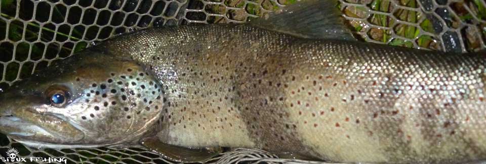 Truite de la Haute rivière d'Ain