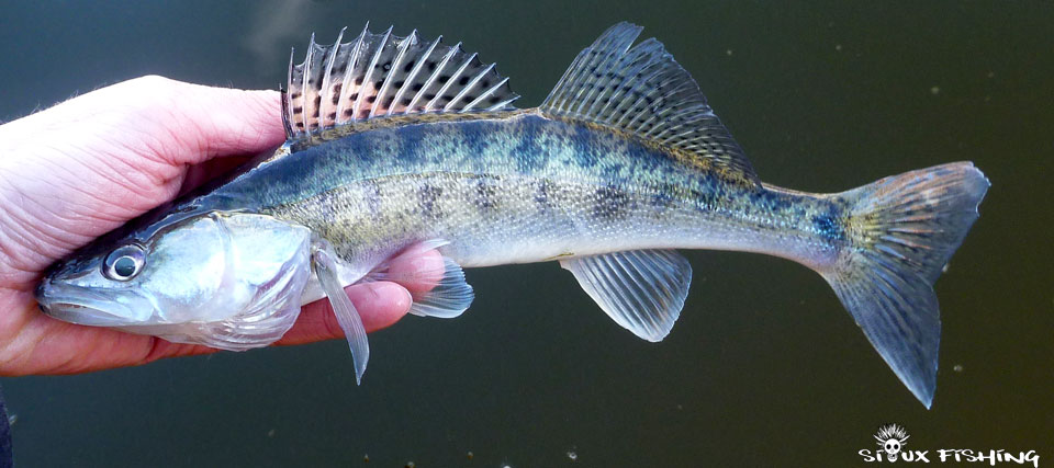 Petit sandre du Barrage de Villerest