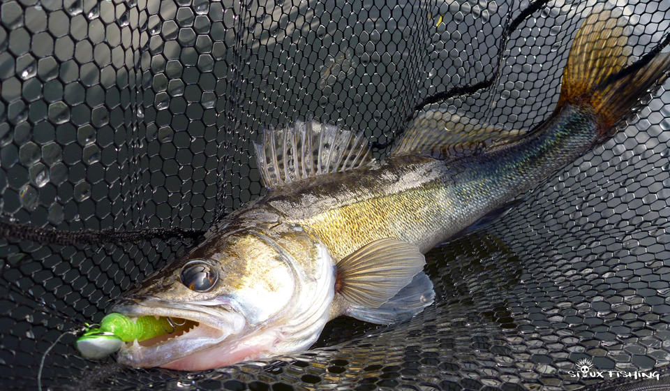 sandre du Barrage de Villerest