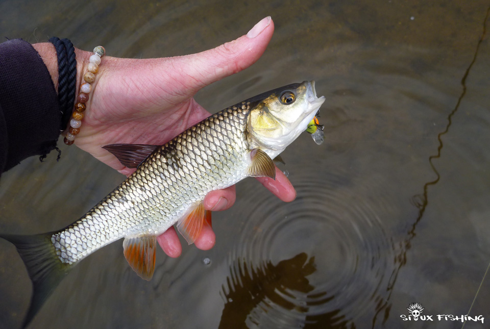 Petit chevesne de Loire