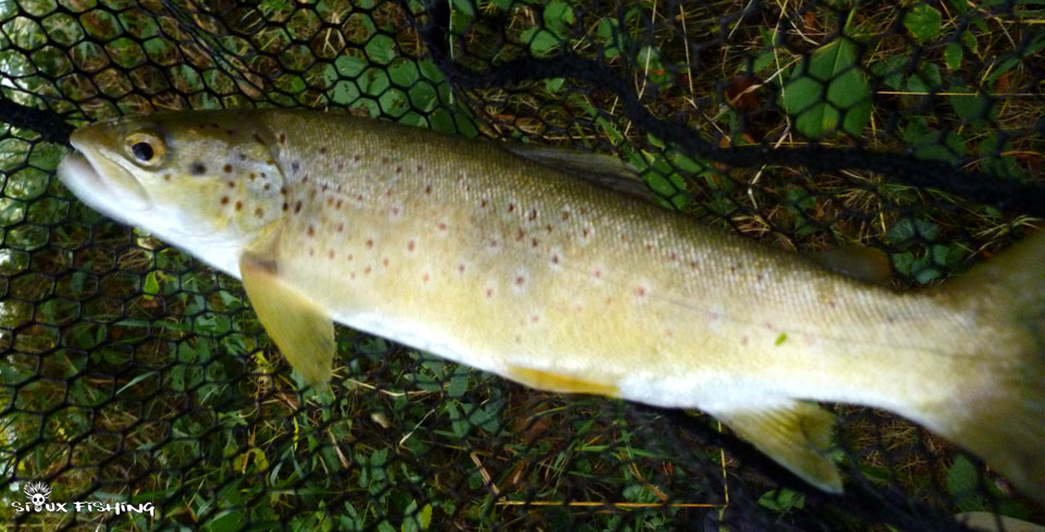 Truite de la Haute rivière d'Ain