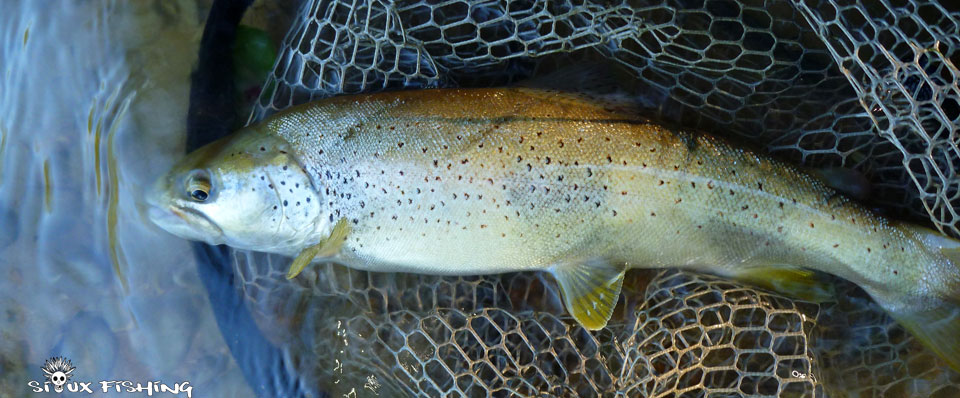 Truite de la Haute Rivière d'Ain