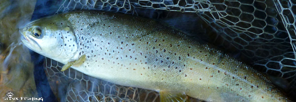 Truite de la Haute Rivière d'Ain