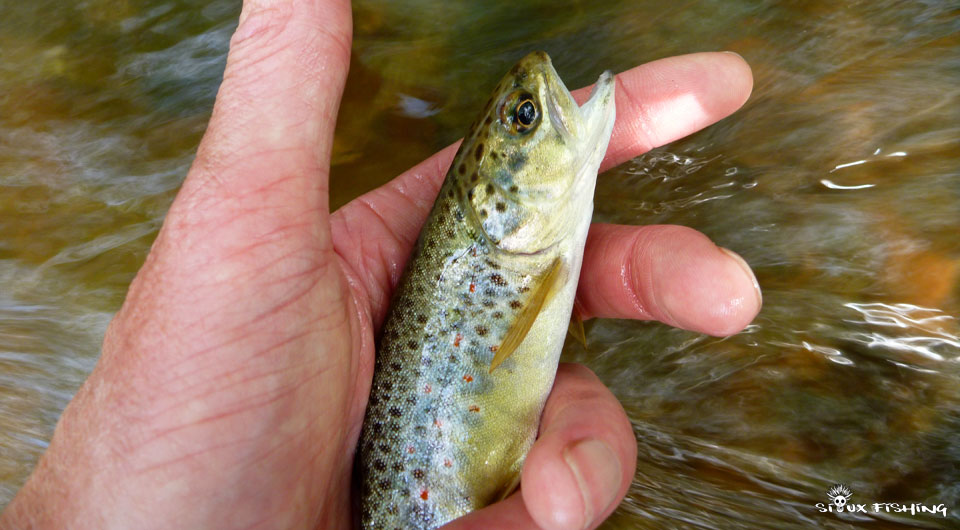 Truitelle du Méchet