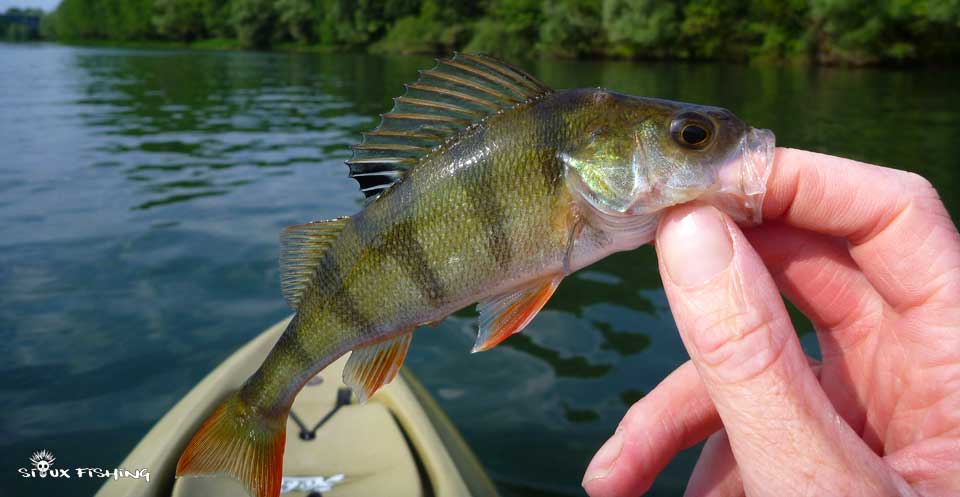 Petite perche de Saône