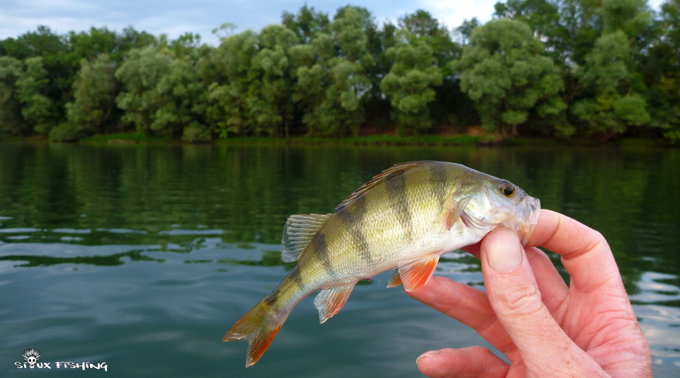 petite Perche de Saône