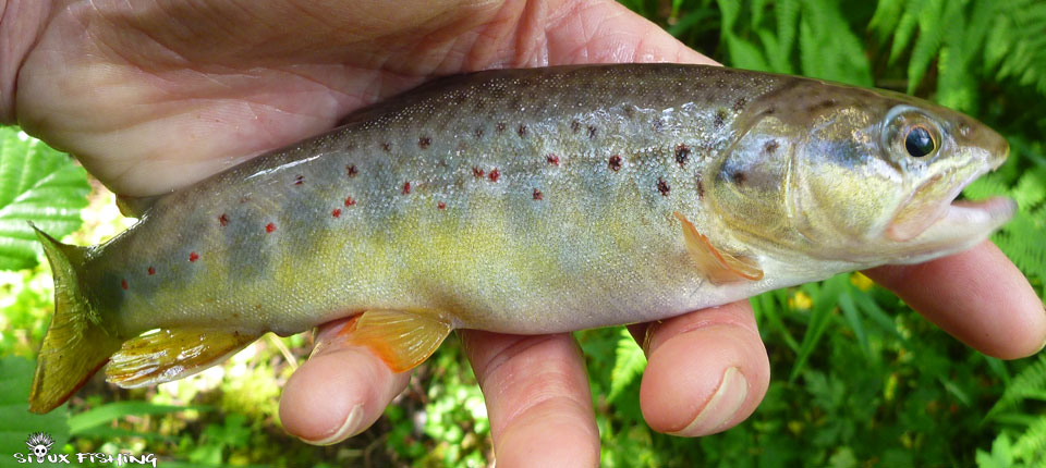 Petite truite de ruisseau Petite truite de ruisseau