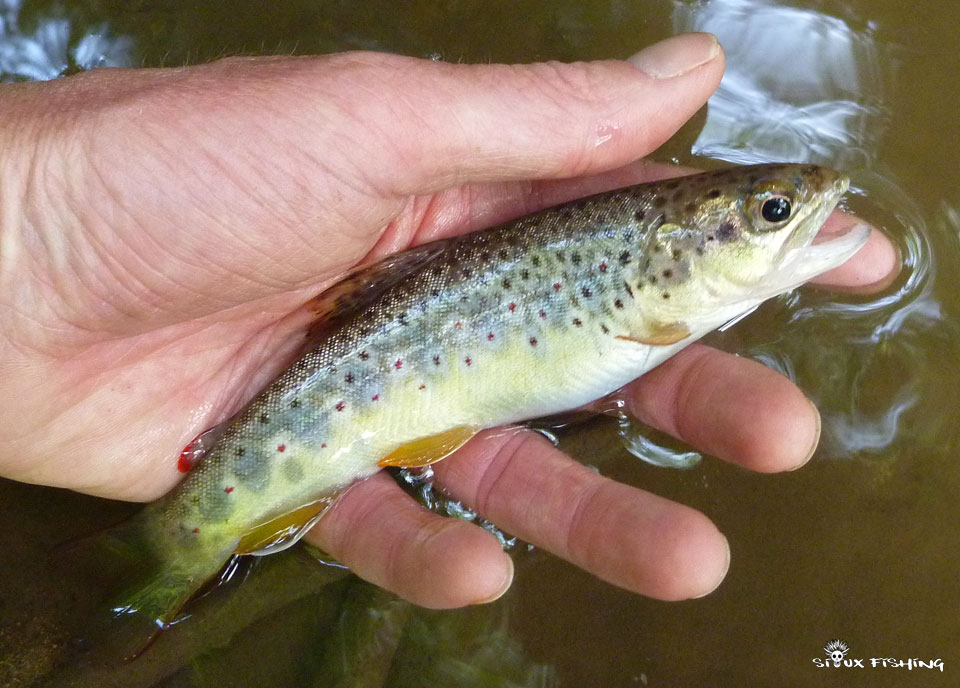 Petite truite de ruisseau Petite truite de ruisseau