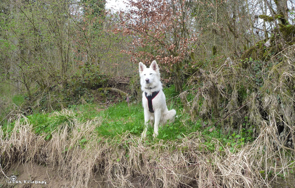 Berger blanc suisse à la rivière Berger blanc suisse à la rivière