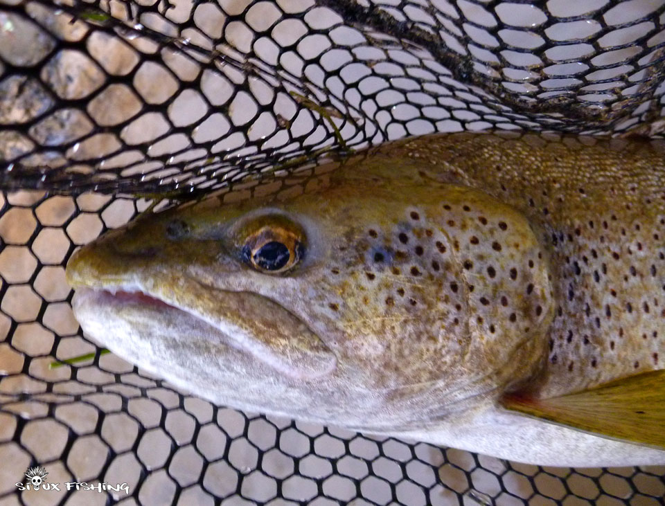 Grosse truite de l'Ain Grosse truite de l'Ain