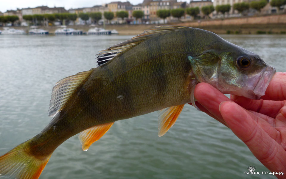 Perche de Saône Perche de Saône