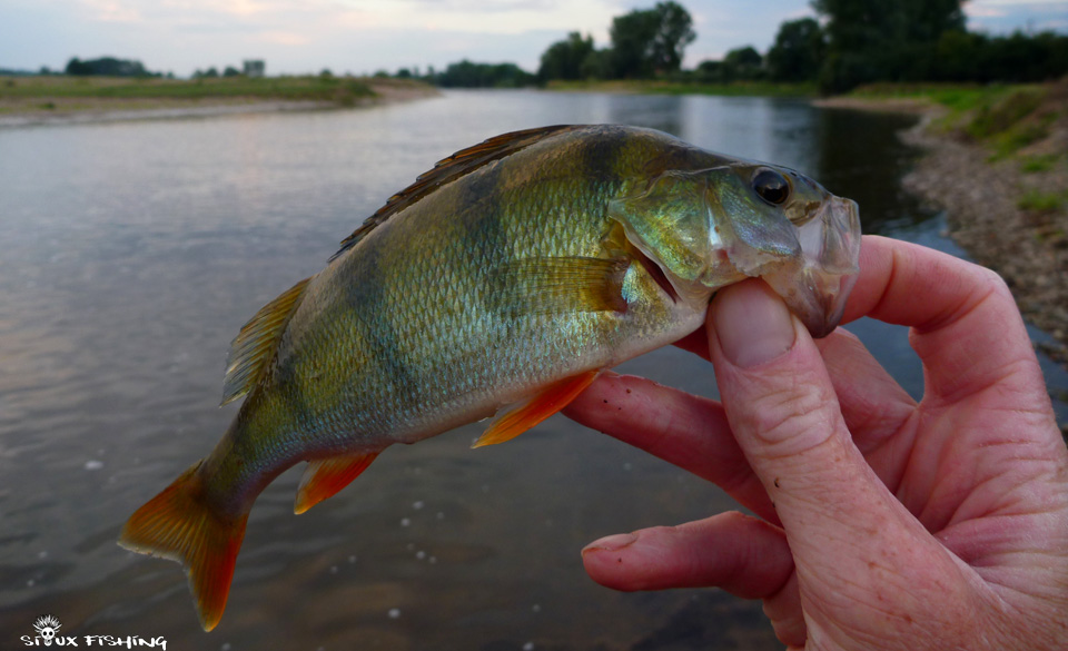 Chevesne de Loire Perche de Loire