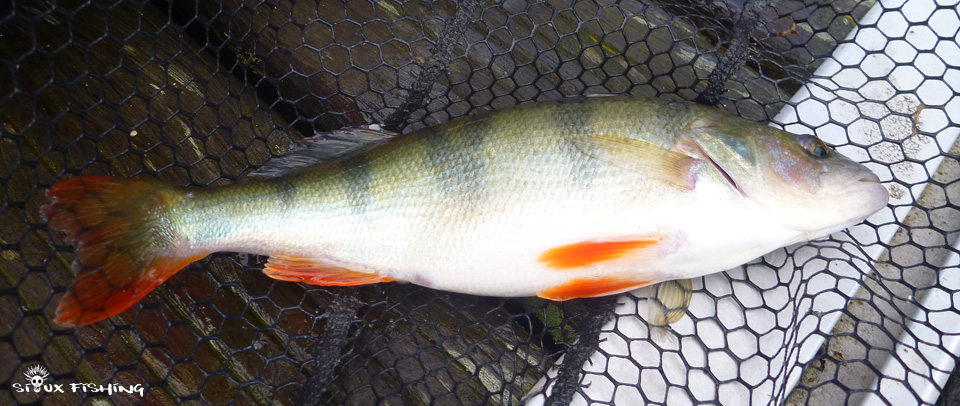 Perche du lac des Settons Perche du lac des Settons